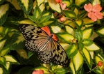 THE CREATION OF A CINCINNATI TRADITION--THE BUTTERFLY SHOW
