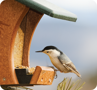 SPRING BIRDS in YOUR GARDEN